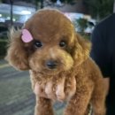 몽끄베르
