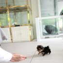 우아퍼피 이미지