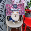 브루하하 이미지