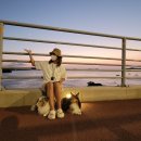 낭만애견 이미지