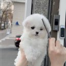 미니퍼피 이미지