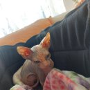 Hello Kitten 이미지