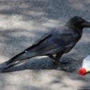 비둘기한국@ 이미지