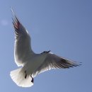 부산갈매기 - 당진시 먹거리길 72-13 | 부산갈매기