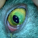 파랑새동물병원 이미지