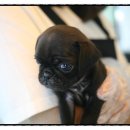 박촌강아지 이미지