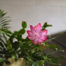 도미노피자 아산온양점 이미지