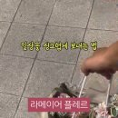 라 메이어 플레르