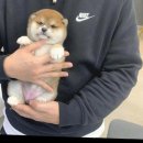 멍품 강아지분양 본점 | 빼로독 강아지분양 의정부본점후기