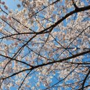 우시장천 | 수원 벚꽃 명소 아이파크 시티 우시장천 코스, 조용한 벚꽃길 찾는다면 추천