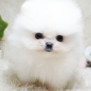 애견샵 이미지