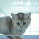 부산고양이 분양 도로시펫 이미지