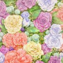 아이조아 이미지