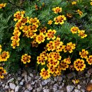 메리골드 이미지