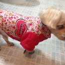 말티네 집 이미지