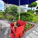 행복 애견방 이미지