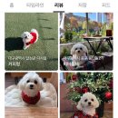 비바돌체 이미지