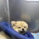 라온펫동물병원 이미지