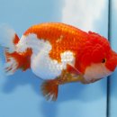 홍백농장 이미지