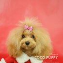 코코애견샵 이미지