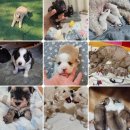 인성동물병원(출장전문) | 안산강아지교배는 출장방문으로 합니다!