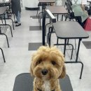 애견미용학원
