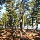 사천송림 이미지