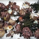 하모리-19 이미지