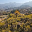 The 산수유 이미지