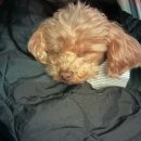 24시 봉담동물의료센터 이미지