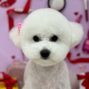 펫트리멍 이미지