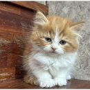 창원강아지분양 고양이분양 도그마루 이미지