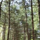 경춘선솔밭길 이미지