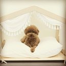 도블리펫 이미지