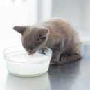 동물병원 HADA 이미지