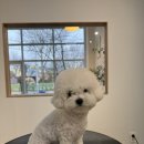 댕스베리 이미지