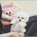 퍼피애견샵 네이버블로그