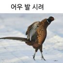 슈슈디저트