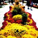 지난 해운대 구남로 국화 전시 이미지