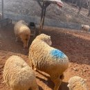 늘솔길근린공원 | 인천 남동구에 양떼목장이 있다고? 늘솔길공원 양떼목장 먹이체험 방문후기