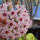 두송약국 이미지