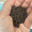 이지마트 | 내돈내산 평택브리티시 반품마트 이지대장솔루션 전국최저가 가격!!! 득템후기!!!