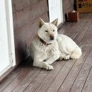복실이 한정식 이미지