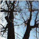 계산동 은행나무 이미지