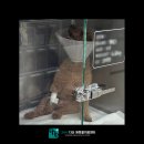 고척원동물의료센터 | 강아지 디스크 IVDD 치료 후기 별내동물병원