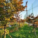 대덕사회인야구장 이미지