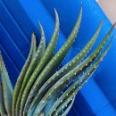 알로에(ALOE)