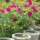 루비마로 이미지