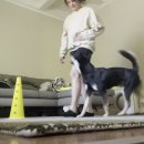 Jindo Dogs &amp; Obedience 이미지