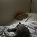 서울동물영상종양센터 | 우리집 고양이가 암에 걸렸다. - 비강종양 선암종 초기 증상에 대하여